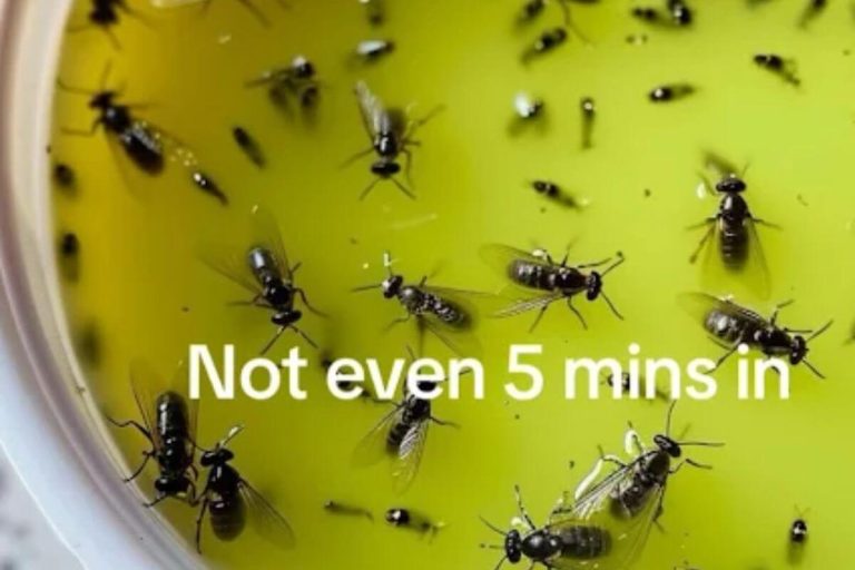 With warmer days ahead, I swear by this trick to getting rid of all the flies, mosquitoes, and bugs