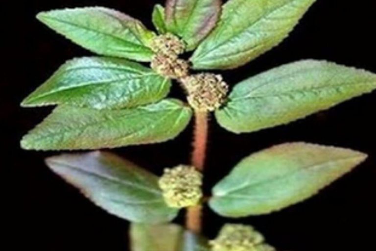 Harnessing the Power for Men and Women