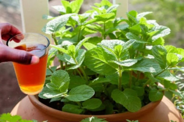 How to Use These Tricks to Grow Tons of Fresh Mint in Containers