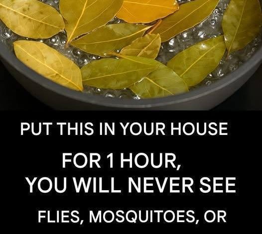 Say goodbye to flies, mosquitoes and cockroaches boiling these leaves
