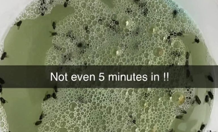 Say Goodbye to Annoying Bugs with this Homemade Pest Repellent