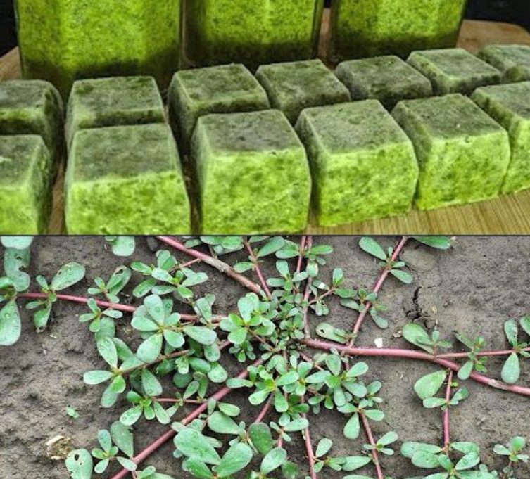 What Happens to Your Body When You Eat Purslane Every Day — Especially After 60