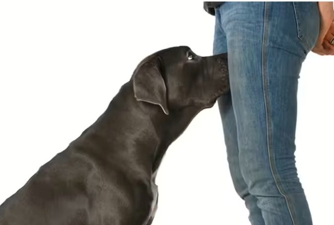 If your dog is sniffing your genital area, it means you have…