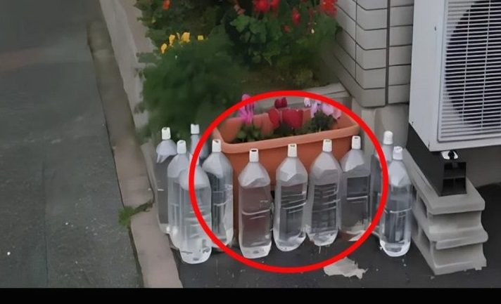 What is their purpose in doing so?