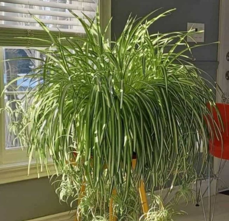 Top 10 Secrets to Growing the Biggest, Healthiest Spider Plants