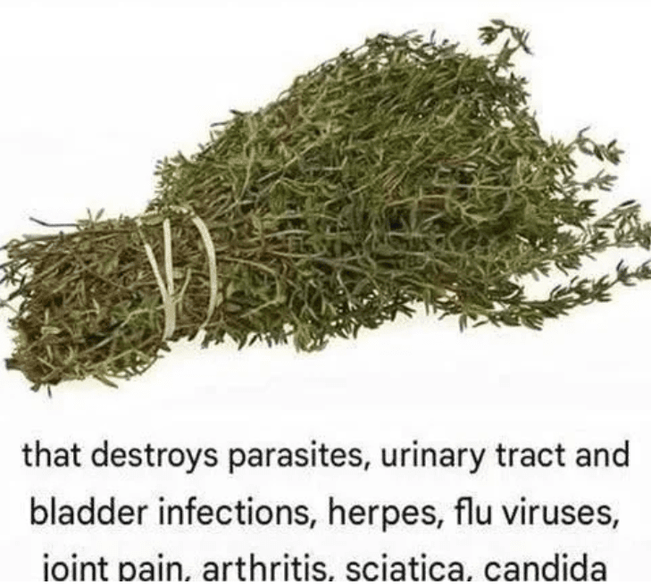 The Herb Often Described as One of the Most Potent in Traditional Wellness: Oregano Oil