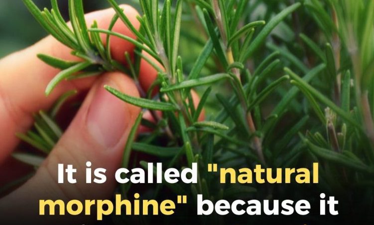 “A Natural Ally for Seniors: Key Benefits of This Plant”