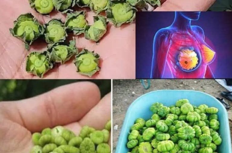 Discover the secret health benefits of common mallow